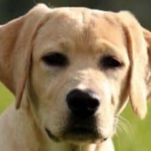 Meet your Posher, Jackson